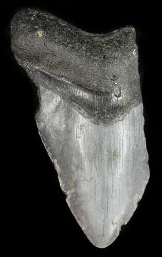 Partial, Megalodon Tooth - Georgia #47623